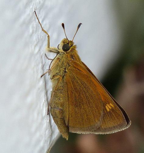 Tawny-edged Skipper