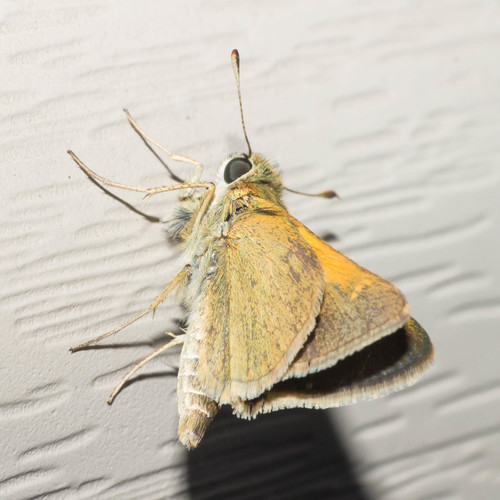 Tawny-edged Skipper