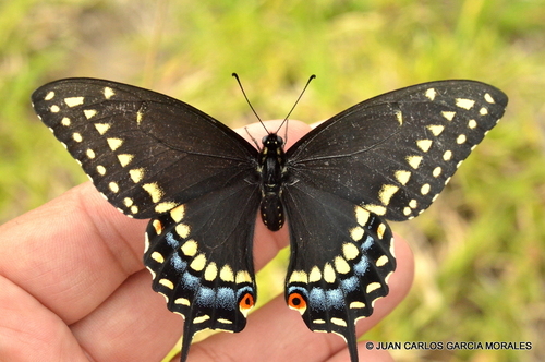 Black Swallowtail