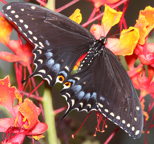 Black Swallowtail