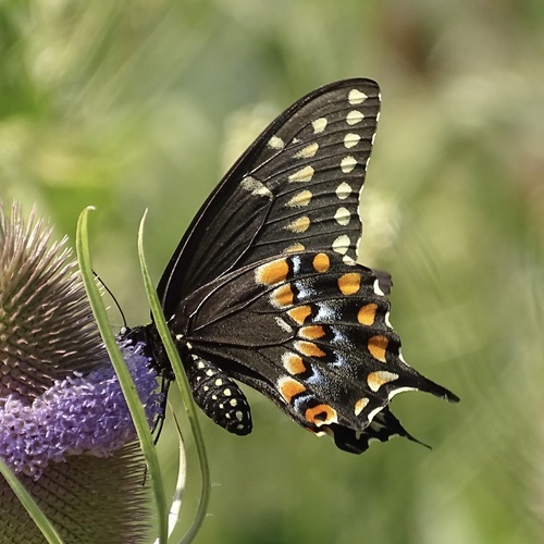Black Swallowtail