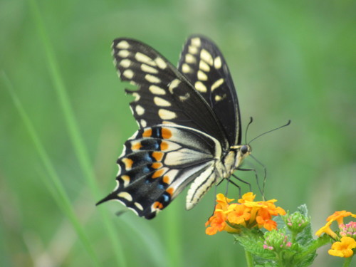 Black Swallowtail