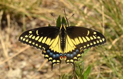 Black Swallowtail