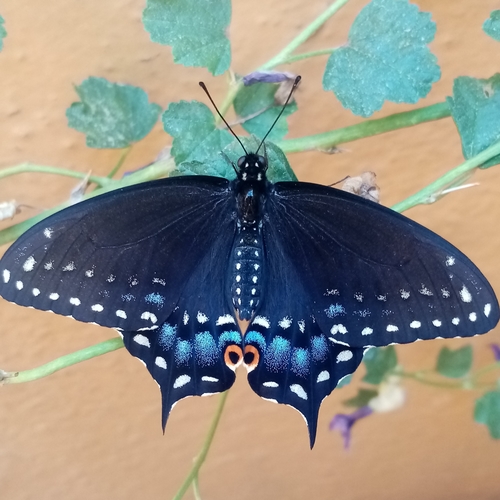 Black Swallowtail