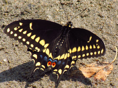 Black Swallowtail