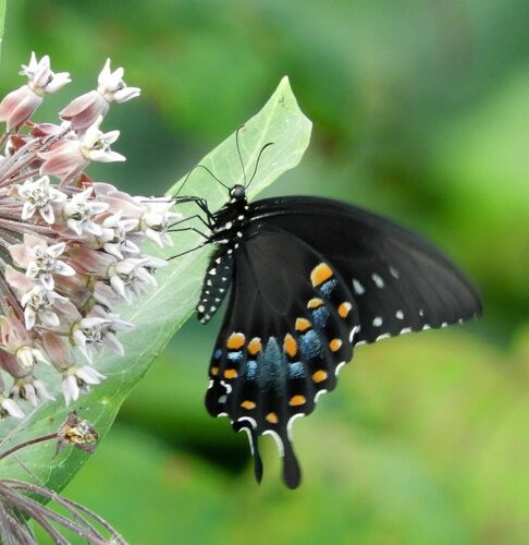 Spicebush Swallowtail