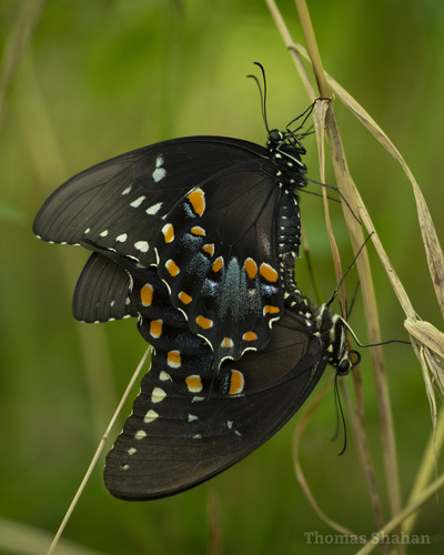 Spicebush Swallowtail