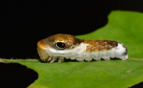 Spicebush Swallowtail