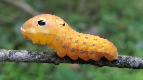 Spicebush Swallowtail