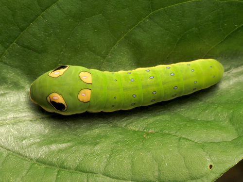 Spicebush Swallowtail