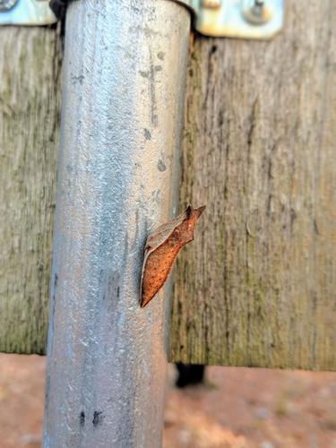 Spicebush Swallowtail