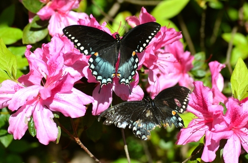 Spicebush Swallowtail