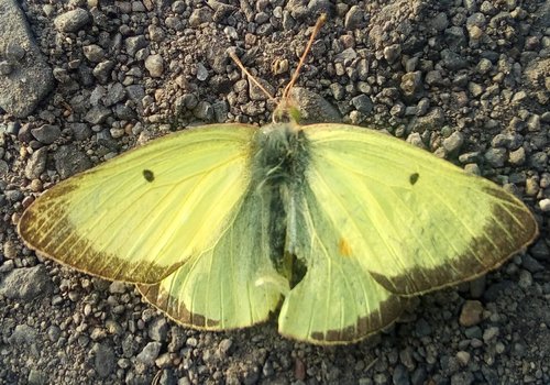 Clouded Sulphur