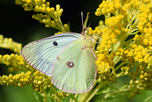 Clouded Sulphur