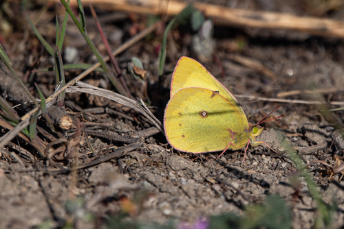 Clouded Sulphur