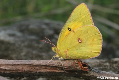 Orange Sulphur