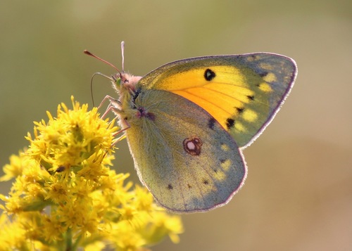 Orange Sulphur