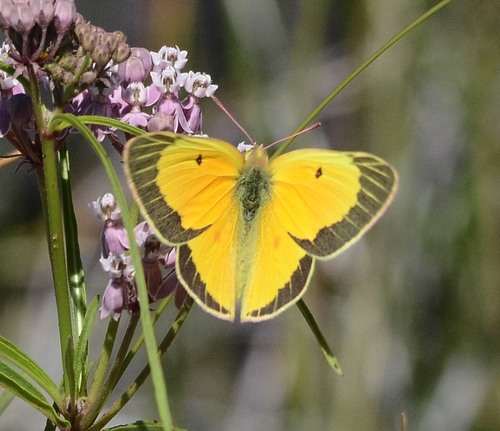 Orange Sulphur