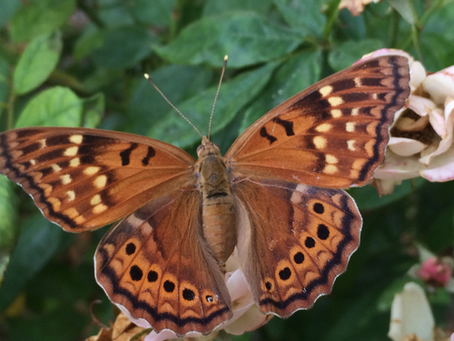 Tawny Emperor