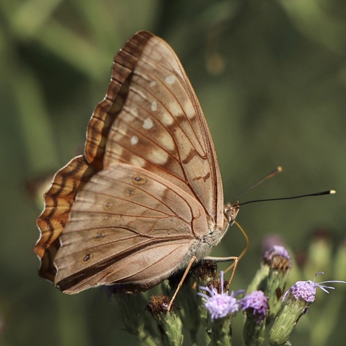 Tawny Emperor