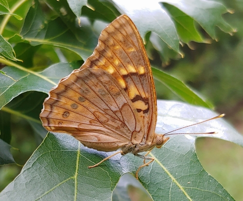 Tawny Emperor