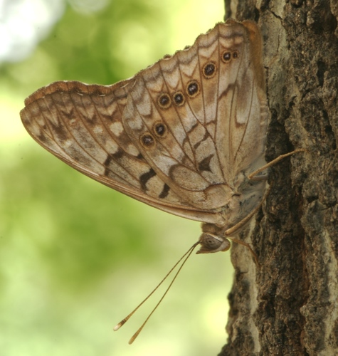 Tawny Emperor