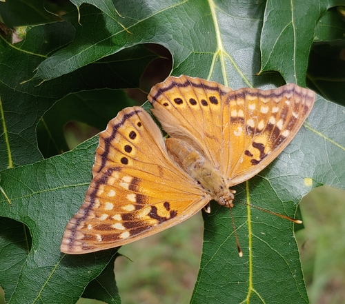 Tawny Emperor