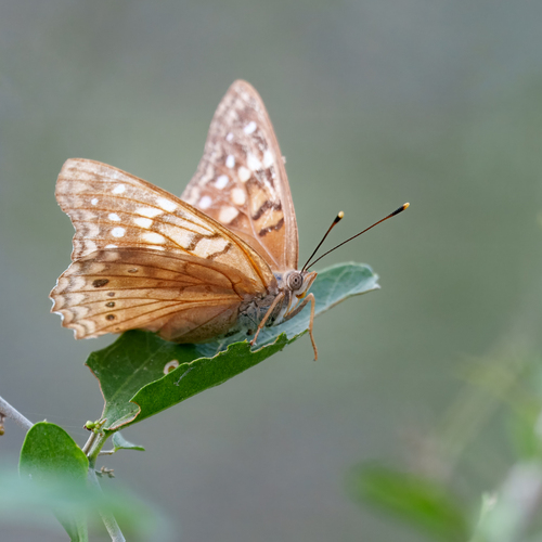 Tawny Emperor