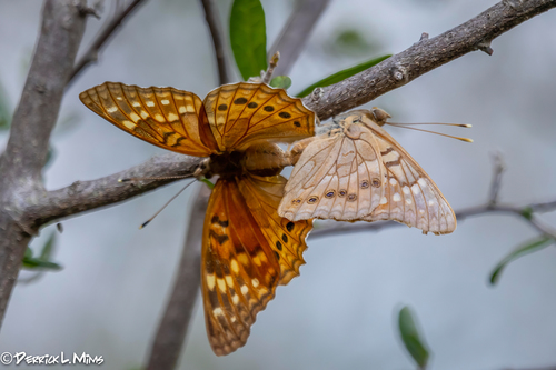 Tawny Emperor