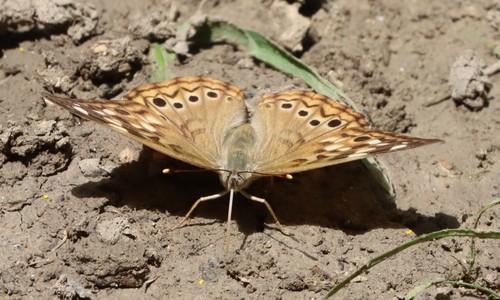 Tawny Emperor