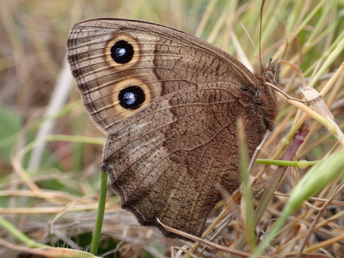 Common Wood-Nymph