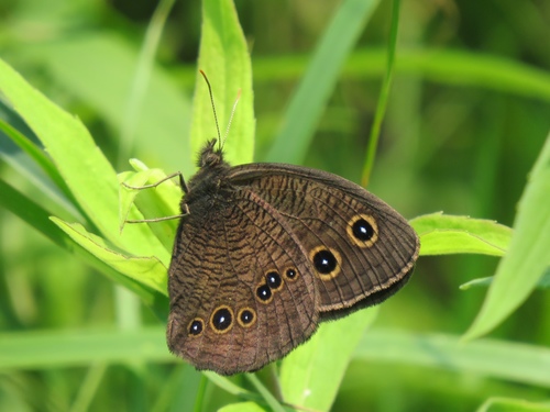 Common Wood-Nymph
