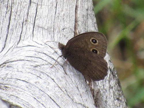 Common Wood-Nymph