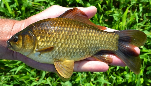 Goldfish