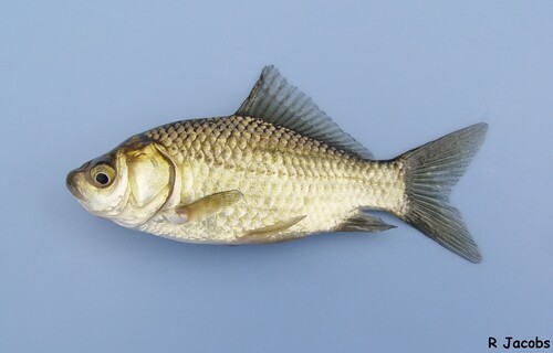 Goldfish