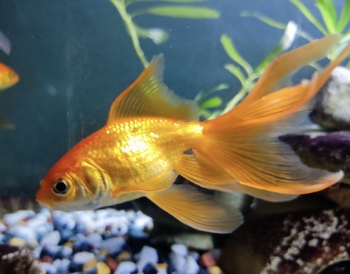 Goldfish