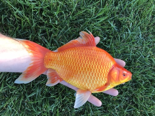 Goldfish