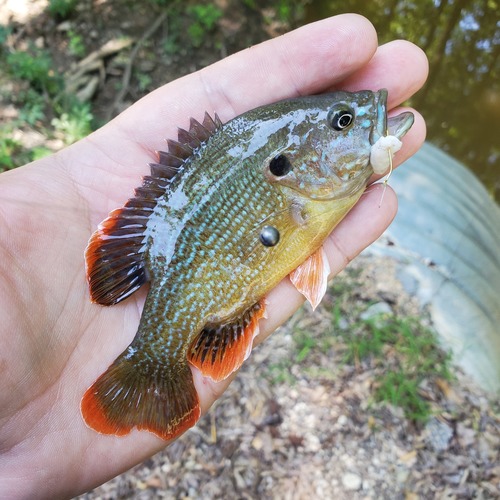 Green Sunfish