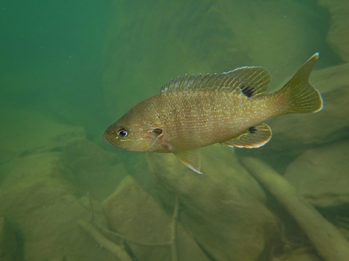Green Sunfish