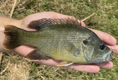 Green Sunfish