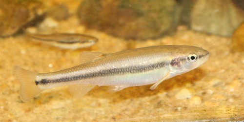 Creek Chub