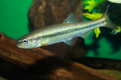 Creek Chub