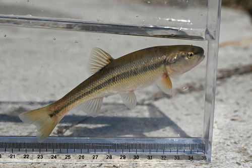 Creek Chub