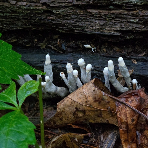dead man's fingers