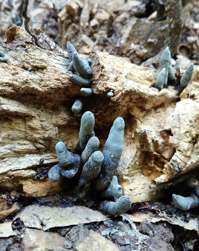 dead man's fingers