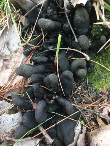 dead man's fingers