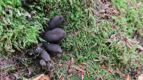 dead man's fingers