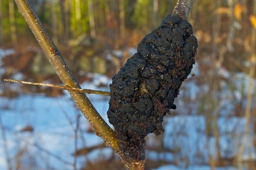 black knot