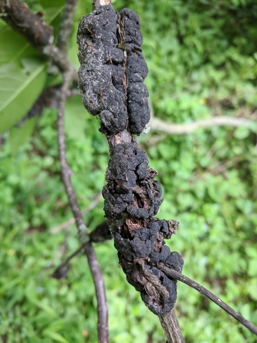 black knot
