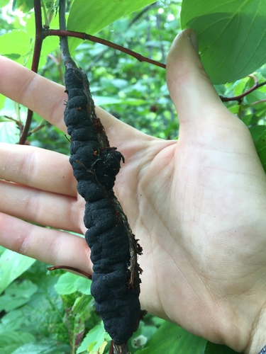 black knot